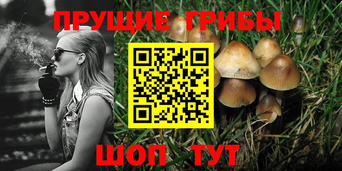 Псилоцибиновые грибы Psilocybe Тамбов